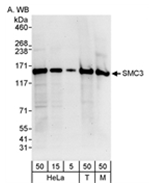 AP05758PU-N - Bamacan