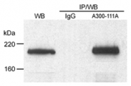 AP05759PU-N - TOPBP1