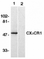 AP05786PU-N - CX3CR1 / GPR13