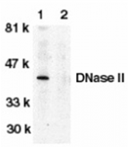 AP05789PU-N - Deoxyribonuclease-2-alpha