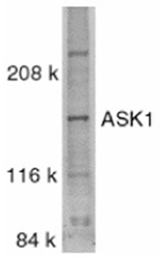 AP05790PU-N - MEKK5 / ASK1