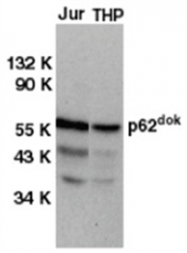 AP05791PU-N - DOK1 / p62 dok