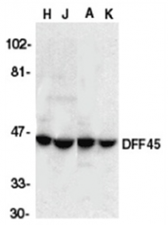 AP05802PU-N - DFFA / ICAD