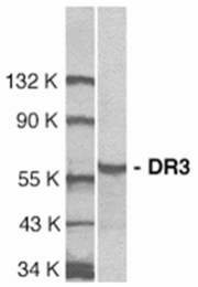 SP1165P - TNFRSF25 / DR3 / TRAMP