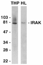 SP1187P - IRAK1