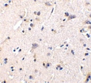 SP1086P - GFRA1 / GDNFR-alpha