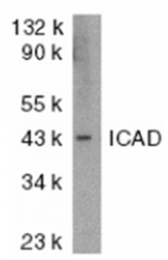 SP1232P - DFFA / ICAD
