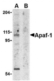 AP05812PU-N - APAF1