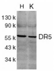SP1210P - CD262 / TRAILR2