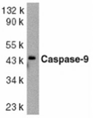 AP05813PU-N - Caspase-9