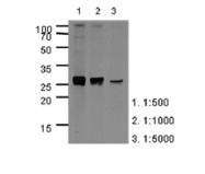 AM39003PU-N - Apolipoprotein A I / APO AI