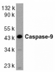 AP05814PU-N - Caspase-9