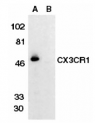 AP05819PU-N - CX3CR1 / GPR13