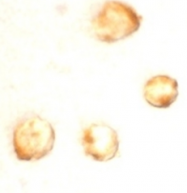 SP2105P - IAP4 / BIRC5