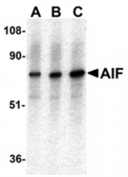 SP1292P - AIFM1 / AIF
