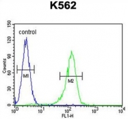 AP50117PU-N - AdoHcyase / AHCY
