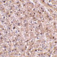 AP05835PU-N - Caspase-12