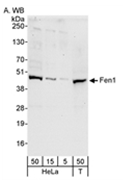 SP2106P - FEN1 / RAD2