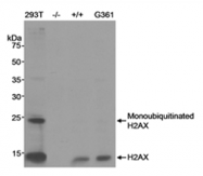 SP2107P - Histone H2A.x