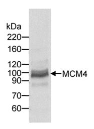 SP2048P - MCM4