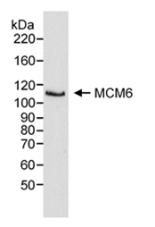 SP2108P - MCM6