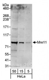 SP2110P - MRE11