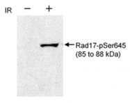 AP05878PU-N - RAD17