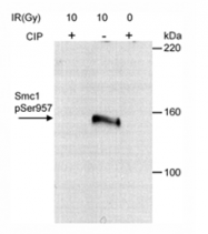 AP05879PU-N - SMC1A / SMC1