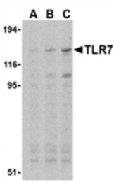 SP2080P - TLR7