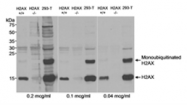 SP2064P - Histone H2A.x