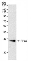 SP2068P - RFC3 / RFC38