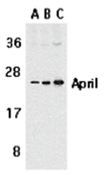 SP2133P - CD256 / APRIL