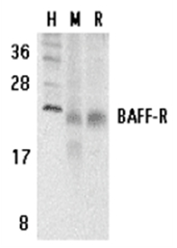 SP2134P - CD268 / BAFFR