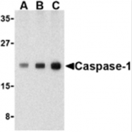 SP2146P - Caspase-1