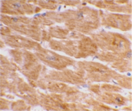 SP2146P - Caspase-1