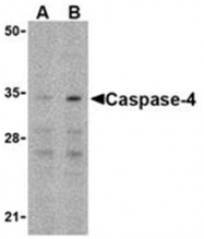 SP2145P - Caspase-4
