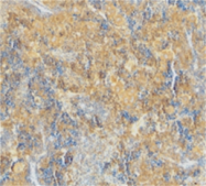 SP2145P - Caspase-4