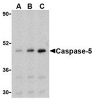 AP05927PU-N - Caspase-5