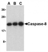 AP05929PU-N - Caspase-8 / FLICE