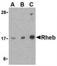 SP2154P - RHEB