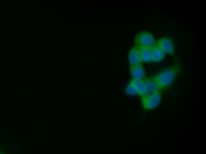 SM1708F - CD227 / Mucin-1 / MUC1