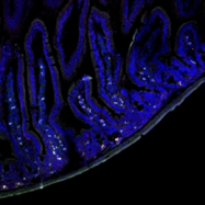 BM4008R - Macrophage F4/80 antigen