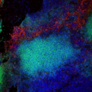 BM4008R - Macrophage F4/80 antigen