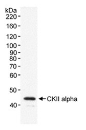 AP05321PU-N - Casein kinase II subunit alpha