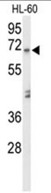 AP50166PU-N - Alpha-amylase 1 / AMY1