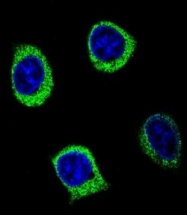 AP50167PU-N - Alpha-amylase 2B
