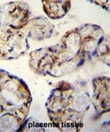 AP50177PU-N - Angiopoietin-3