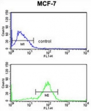 AP50192PU-N - Anoctamin-7 / ANO7