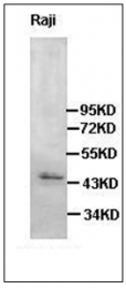 AP31743PU-N - Cannabinoid receptor 2