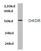AP01422PU-N - Dopamine D4 receptor